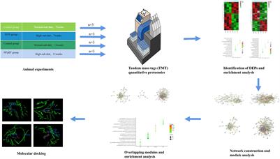 Deciphering the Protein, Modular Connections and Precision Medicine for Heart Failure With Preserved Ejection Fraction and Hypertension Based on TMT Quantitative Proteomics and Molecular Docking